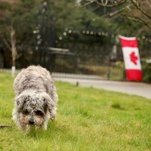 Meet your Posher, Ella